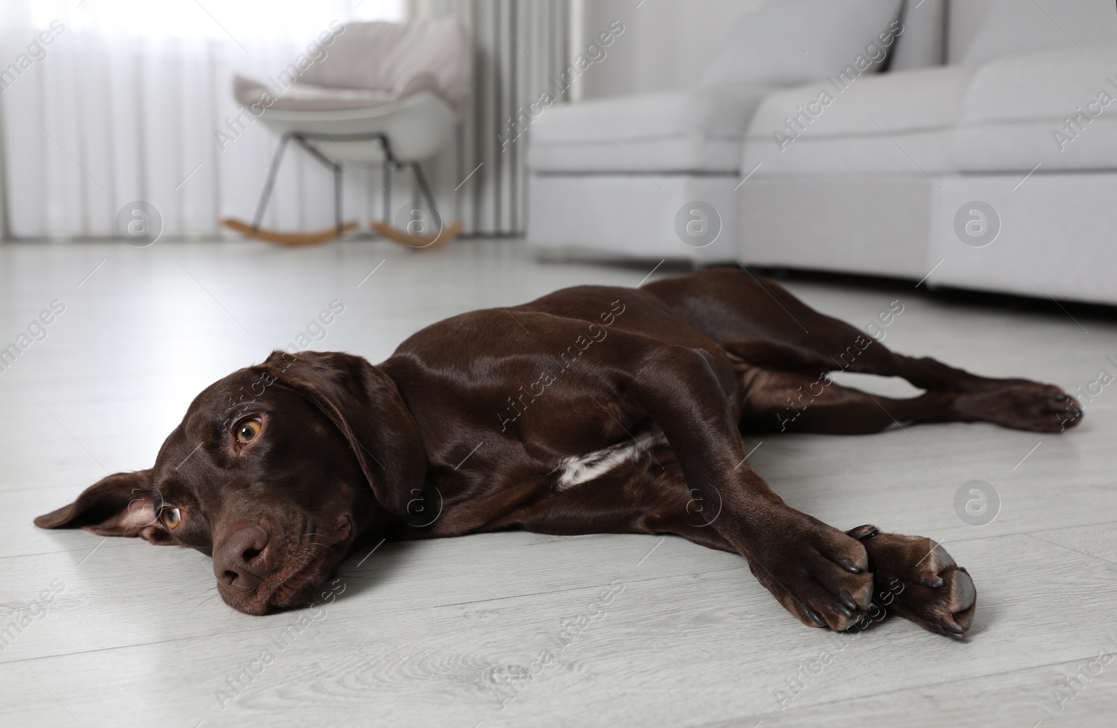 Photo of Cute German Shorthaired Pointer dog resting on warm floor. Heating system