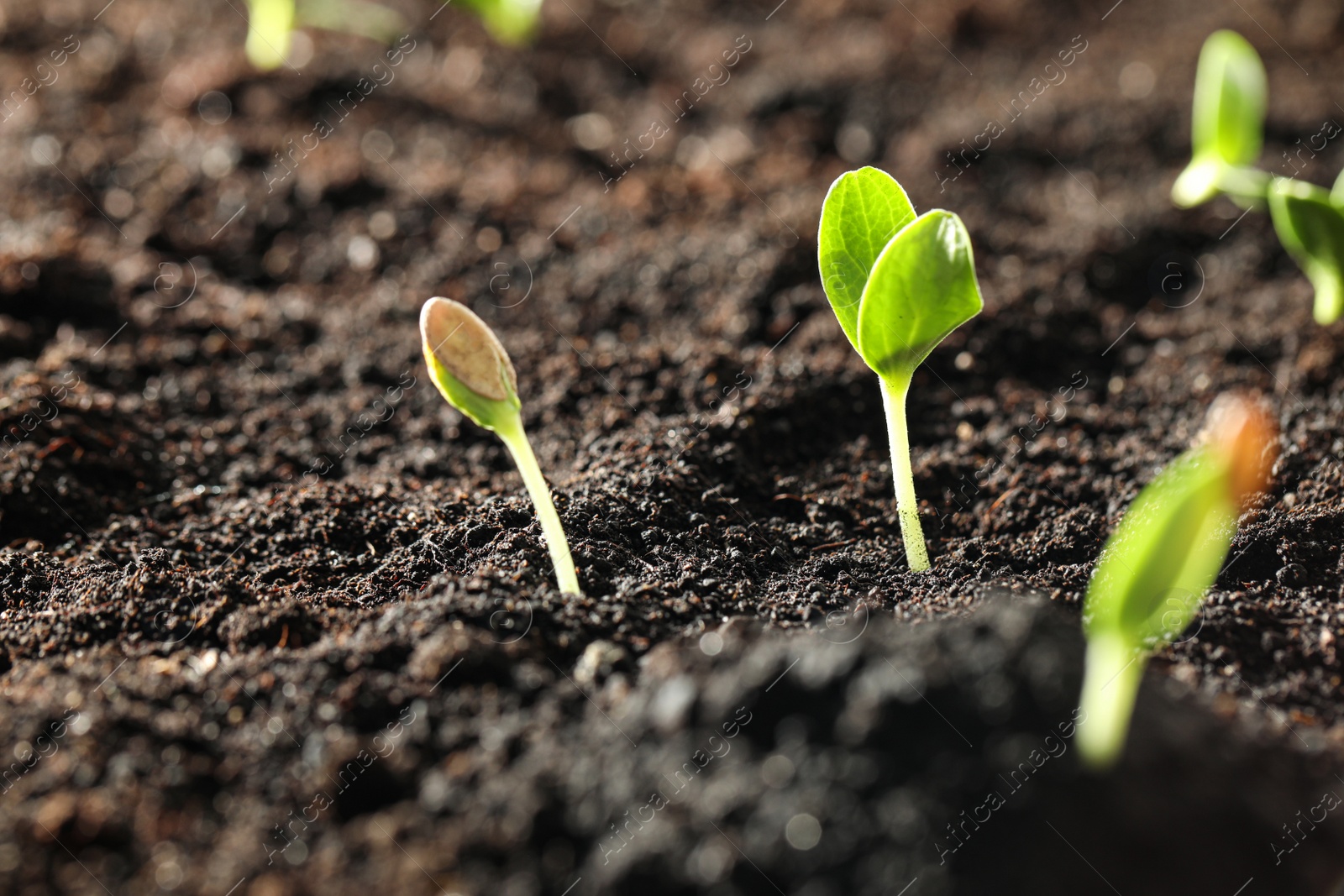 Photo of Young vegetable seedlings growing in soil outdoors