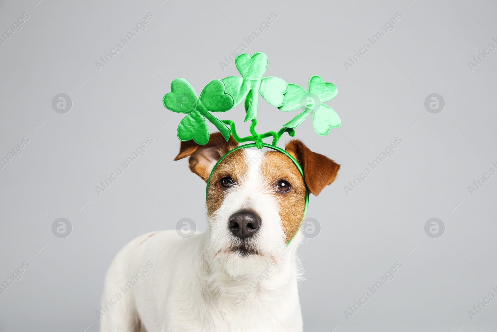 Photo of Jack Russell terrier with clover leaves headband on light grey background. St. Patrick's Day