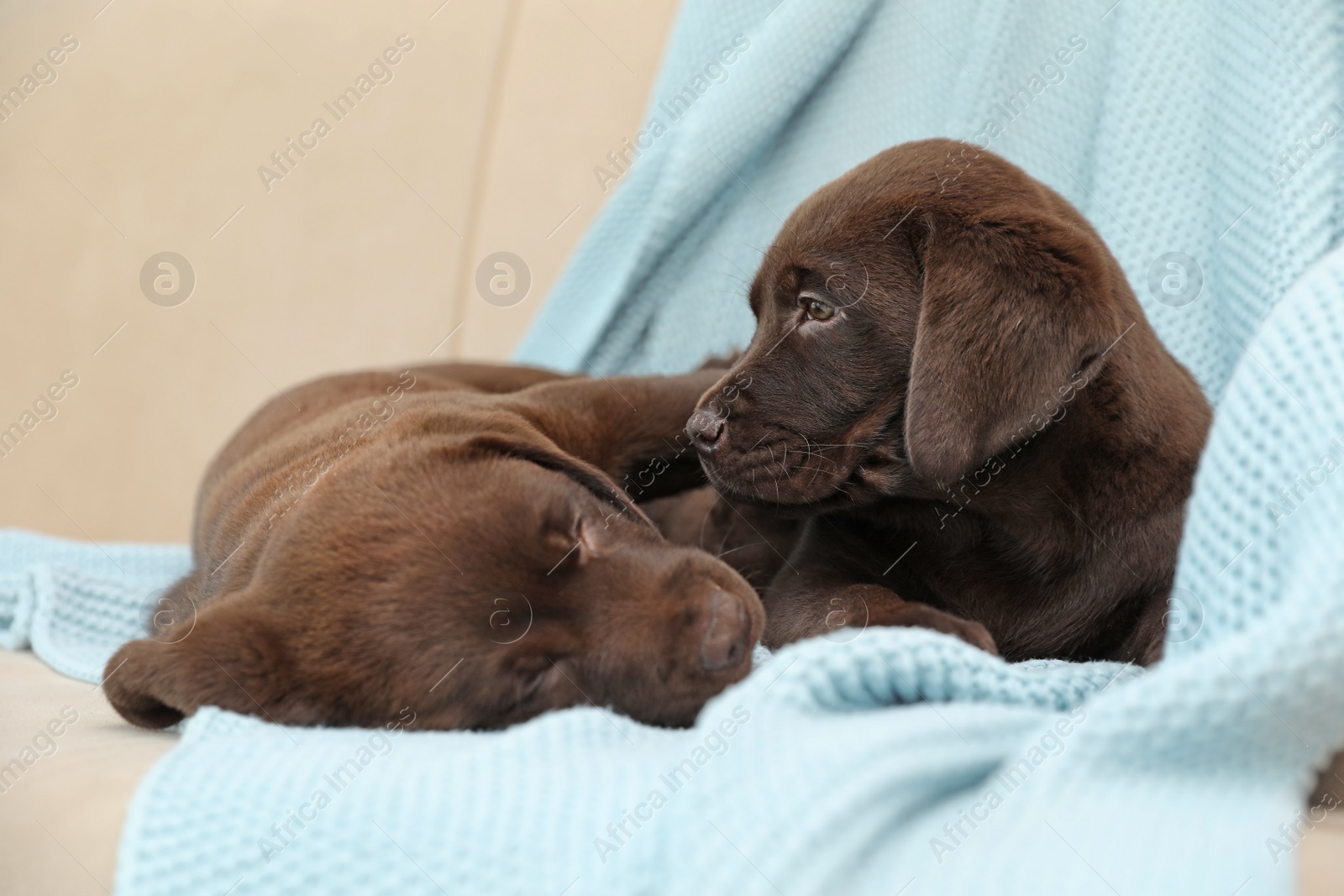 Photo of Chocolate Labrador Retriever puppies with blanket on sofa indoors