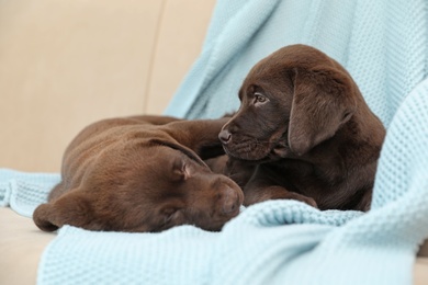 Photo of Chocolate Labrador Retriever puppies with blanket on sofa indoors