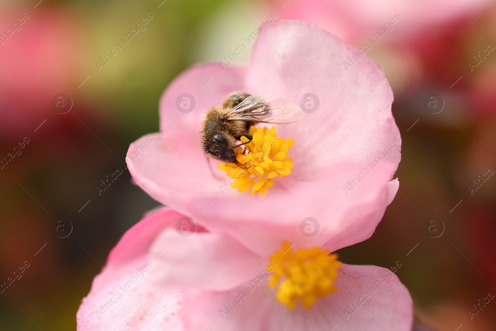 Photo of Honeybee collecting pollen from beautiful flower outdoors, closeup