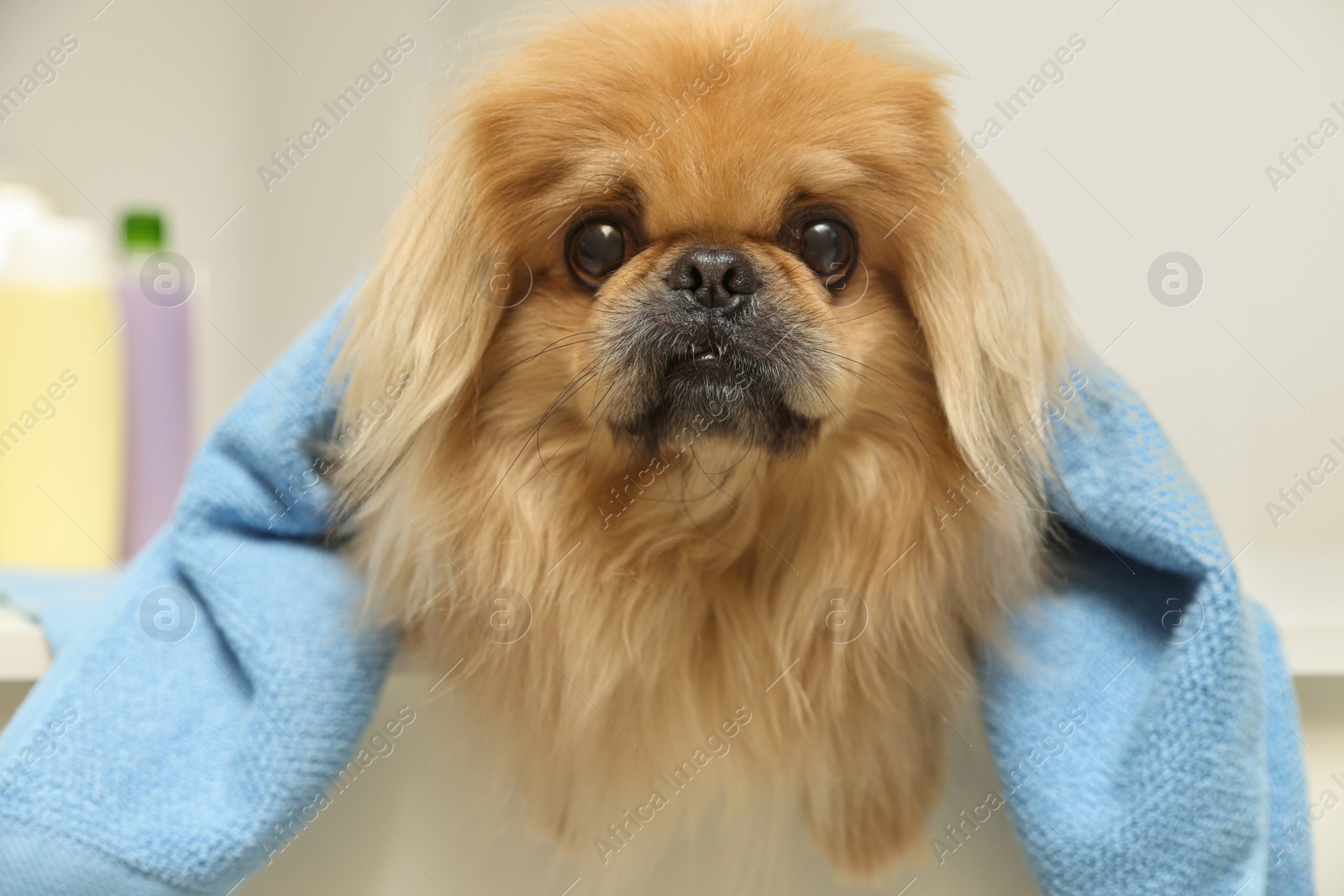 Photo of Cute Pekingese dog with towel in bathroom. Pet hygiene