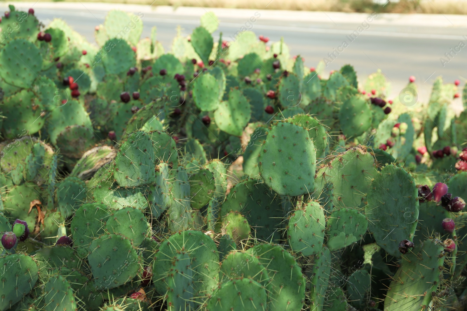 Photo of Beautiful prickly pear cacti growing outdoors on sunny day