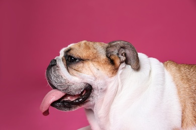 Photo of Adorable funny English bulldog on pink background