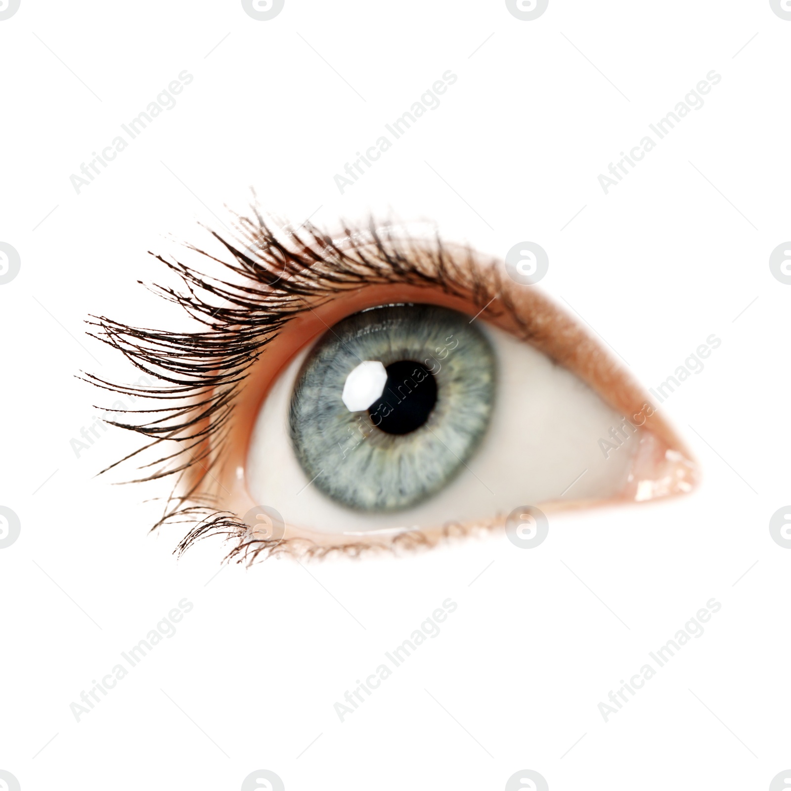 Image of Beautiful human eye isolated on white, closeup