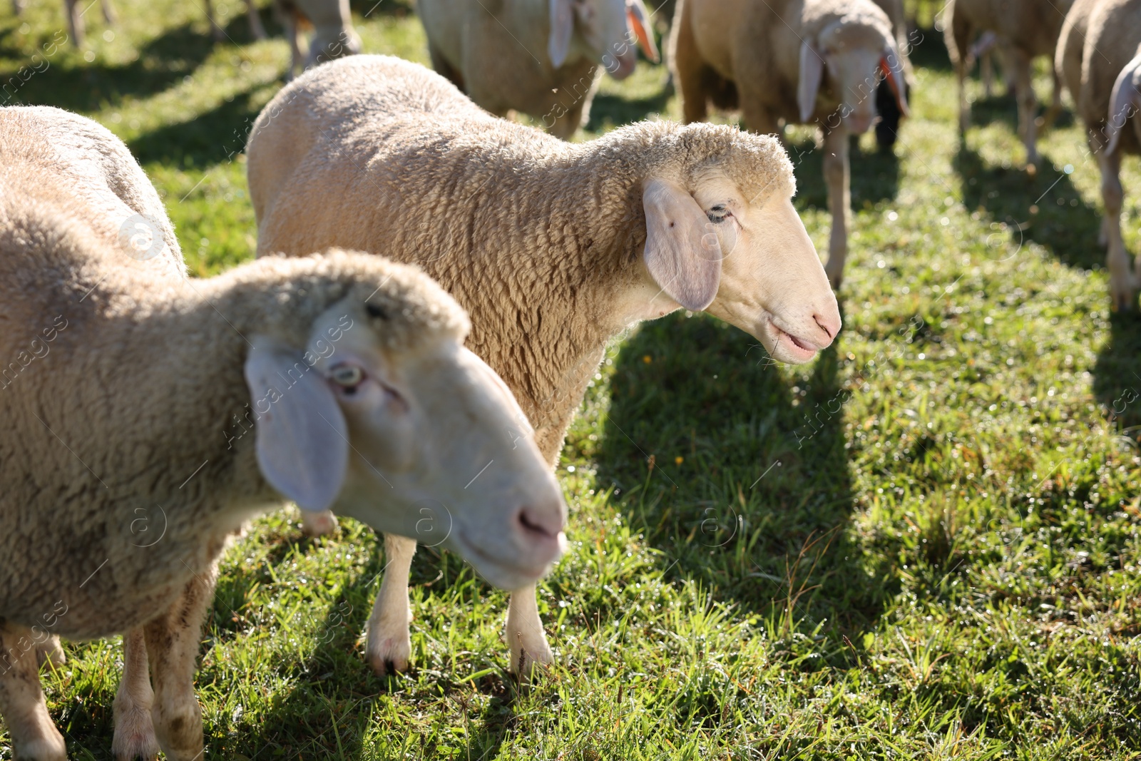 Photo of Cute sheep grazing outdoors on sunny day. Farm animals