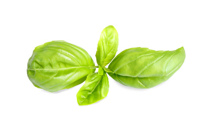 Photo of Fresh green basil leaves isolated on white