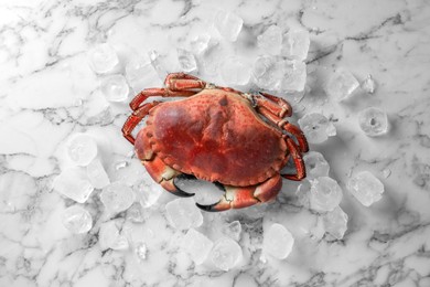 Delicious boiled crab and ice on white marble table, top view