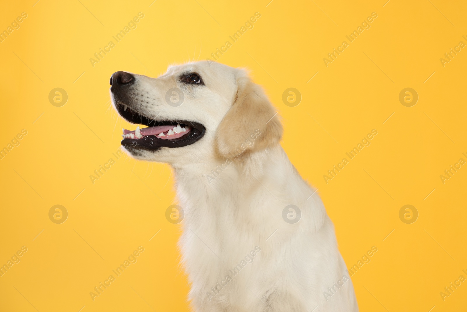 Photo of Cute Labrador Retriever on yellow background. Lovely pet