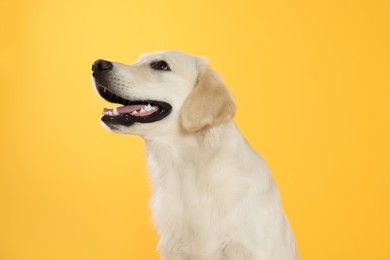 Photo of Cute Labrador Retriever on yellow background. Lovely pet