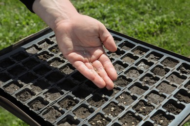 Photo of Gardener planting grains into seed box outdoors, closeup