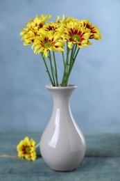 Vase with beautiful chrysanthemum flowers on blue wooden table