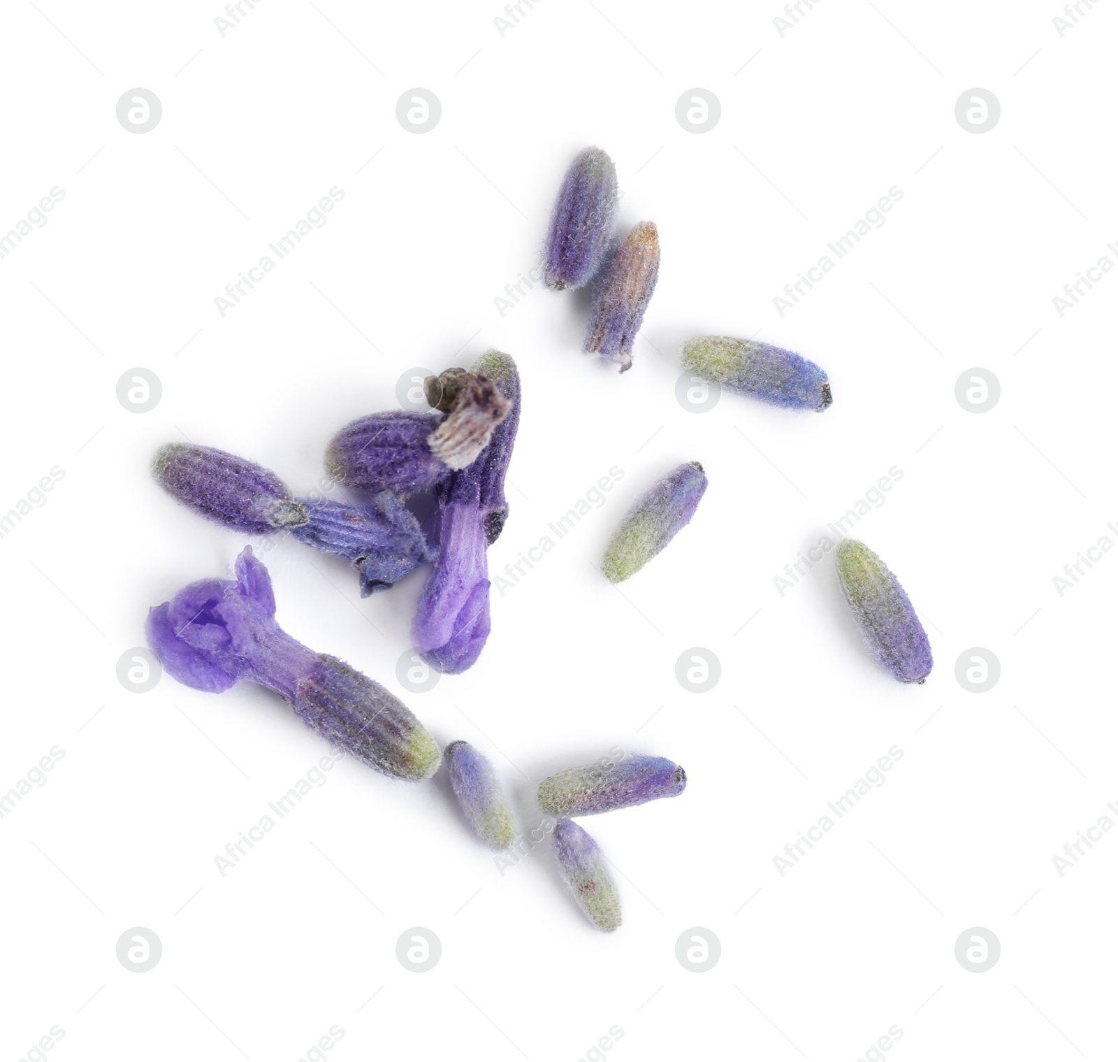 Photo of Beautiful purple lavender flowers on white background, top view