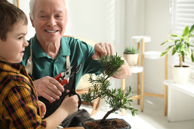 Photo of Senior man with little grandson taking care of Japanese bonsai plant indoors. Creating zen atmosphere at home