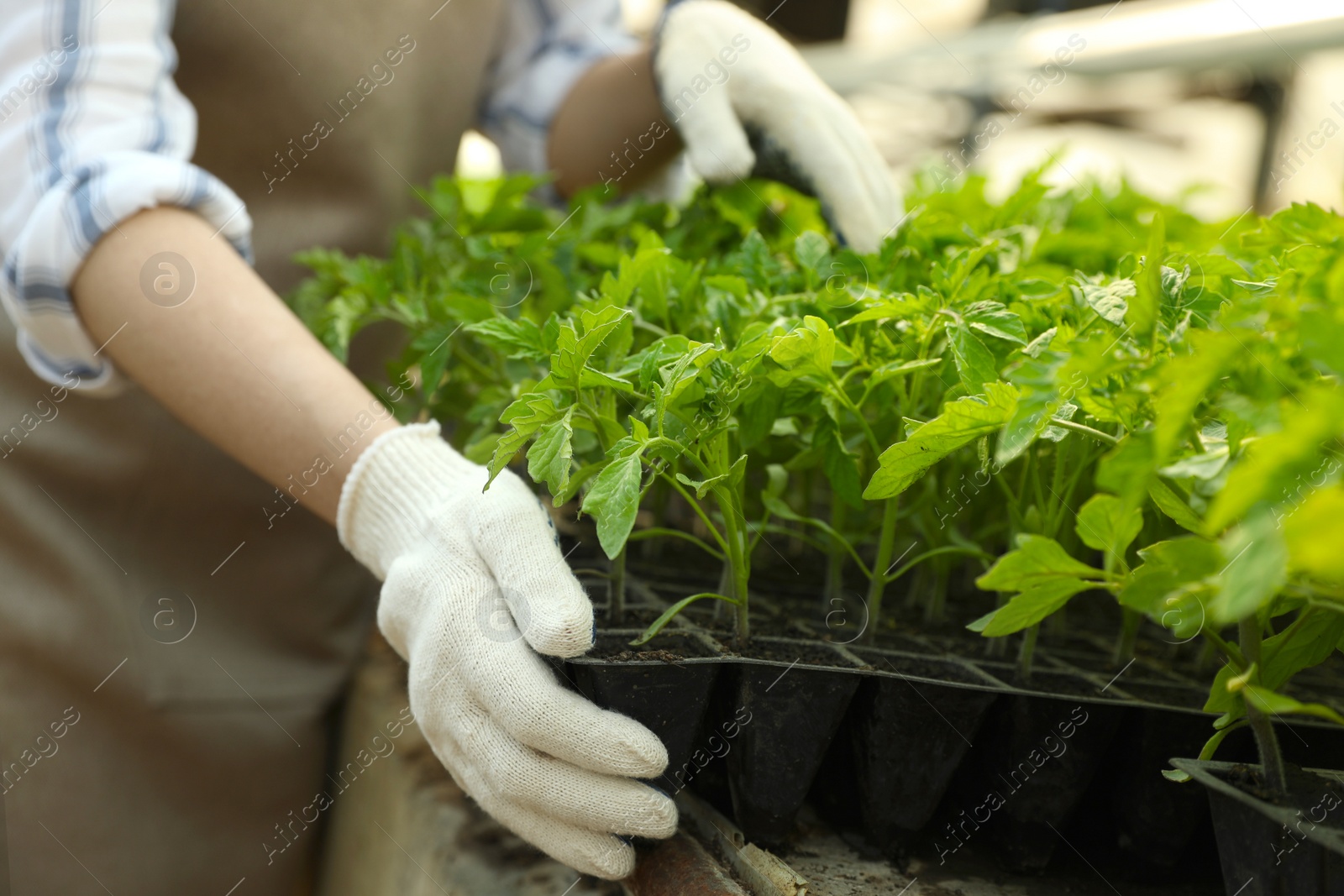 Photo of Woman working with tomato seedlings at table, closeup