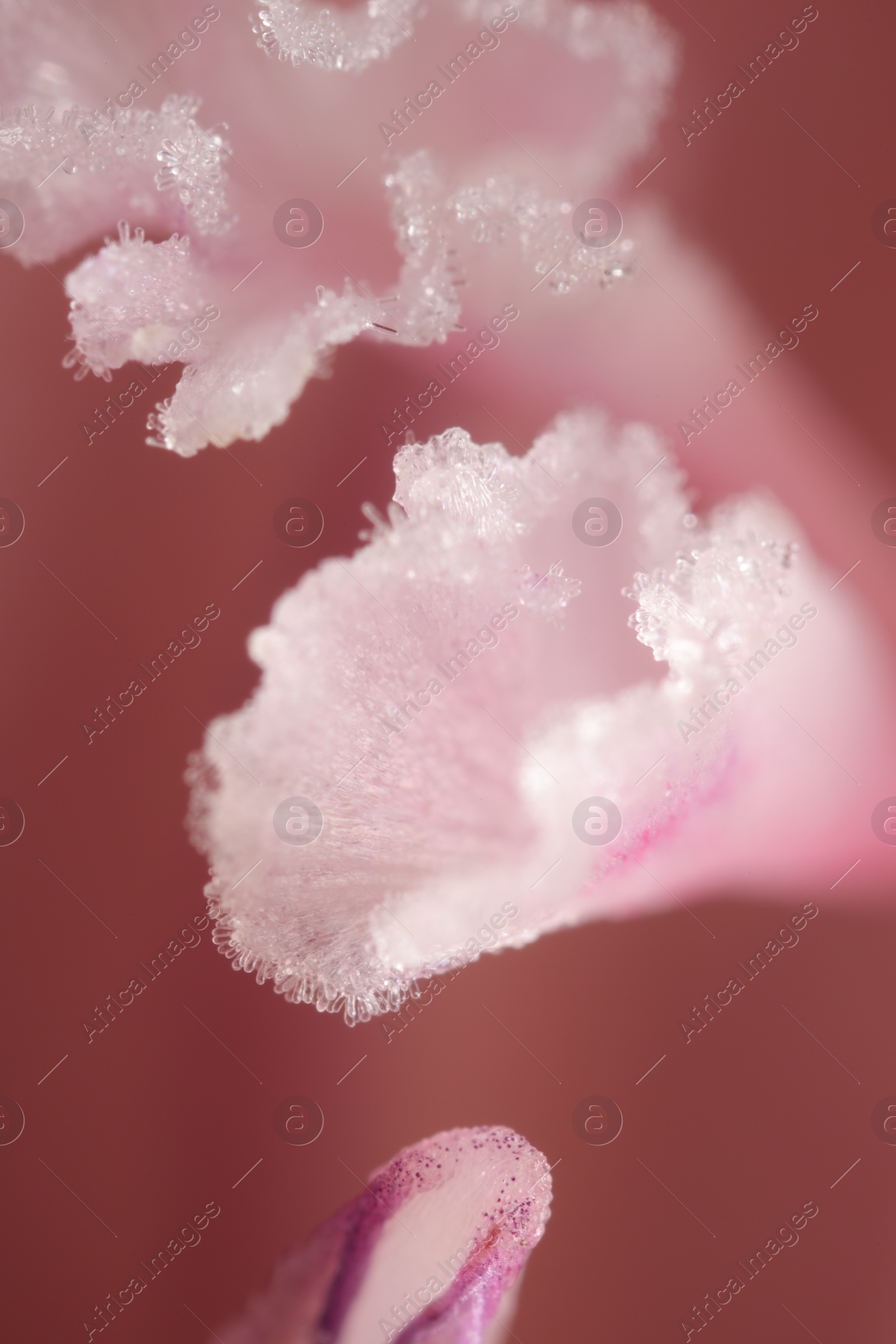 Photo of Beautiful pink Gladiolus flower as background, macro view