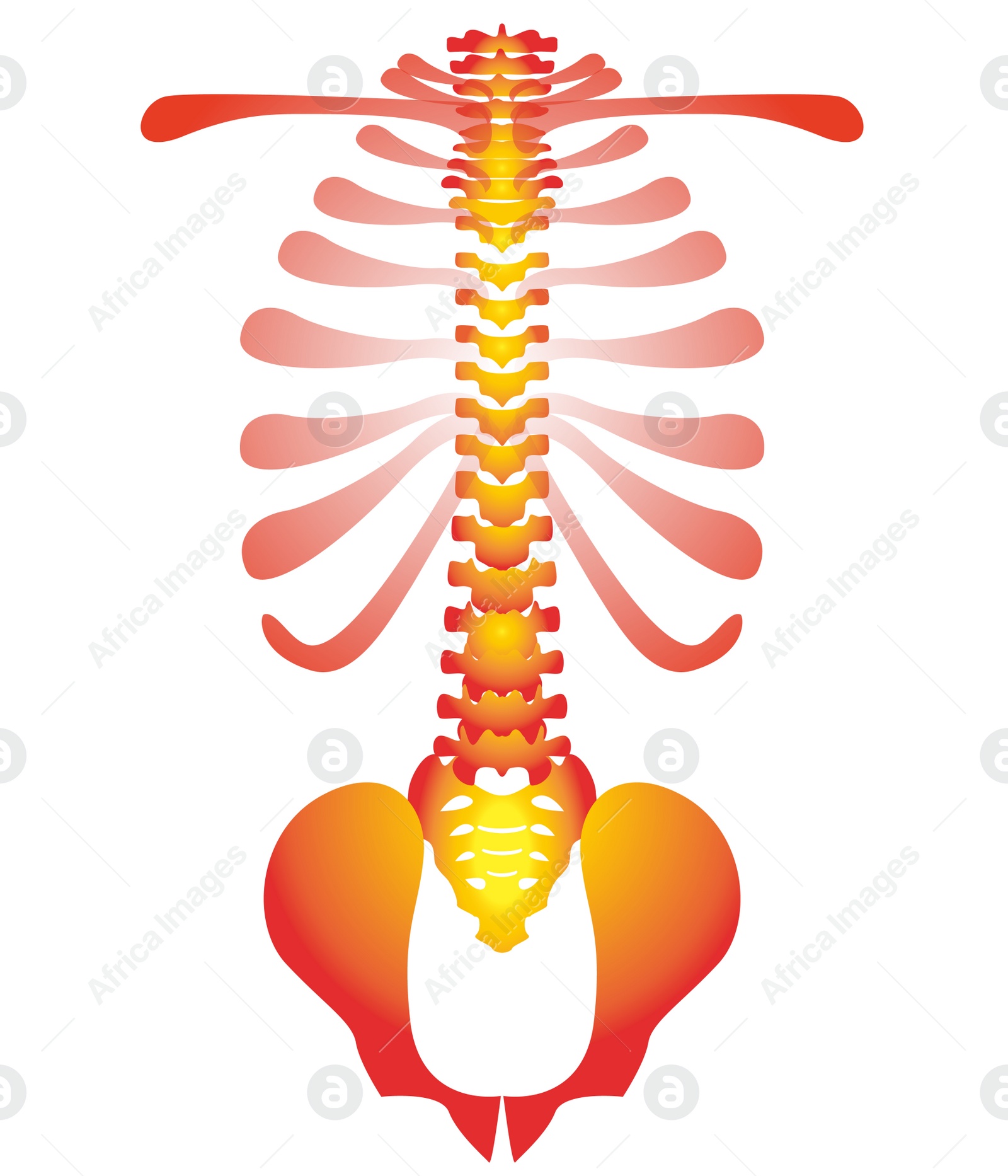 Illustration of  human spine on white background