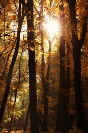 View of beautiful autumn park with dry leaves on ground