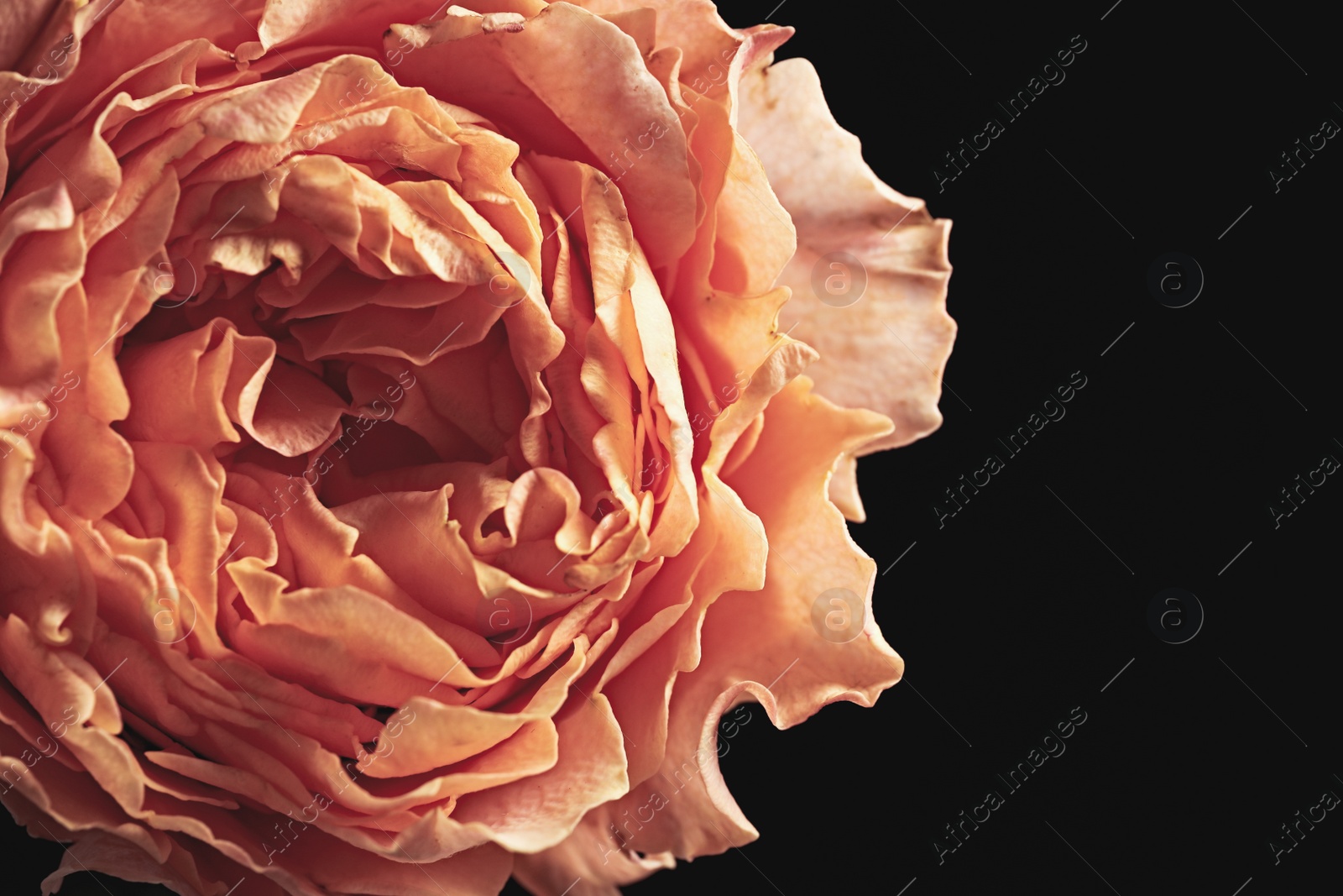 Photo of Beautiful rose on black background, closeup. Floral card design with dark vintage effect