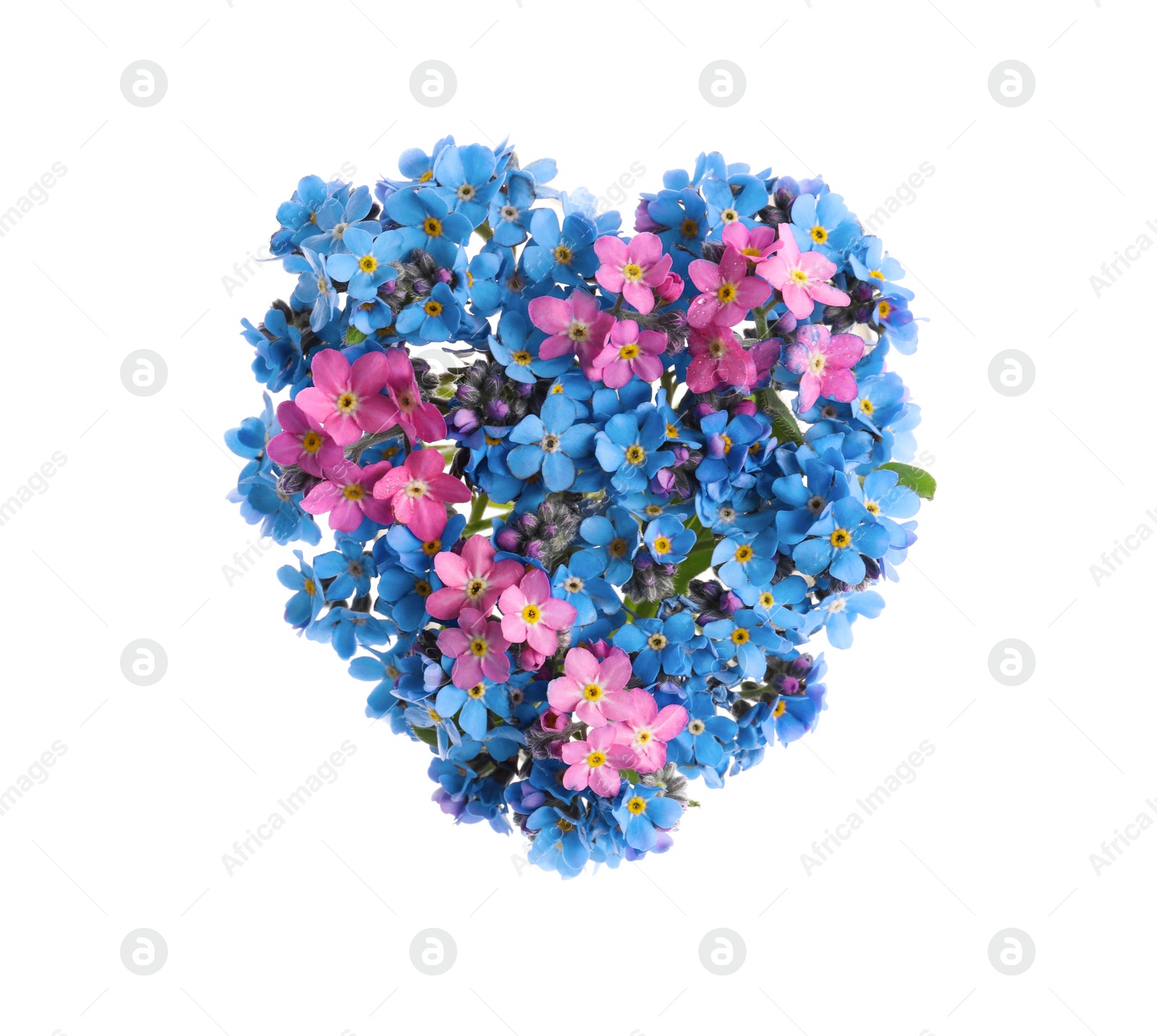 Photo of Heart made with beautiful Forget-me-not flowers isolated on white