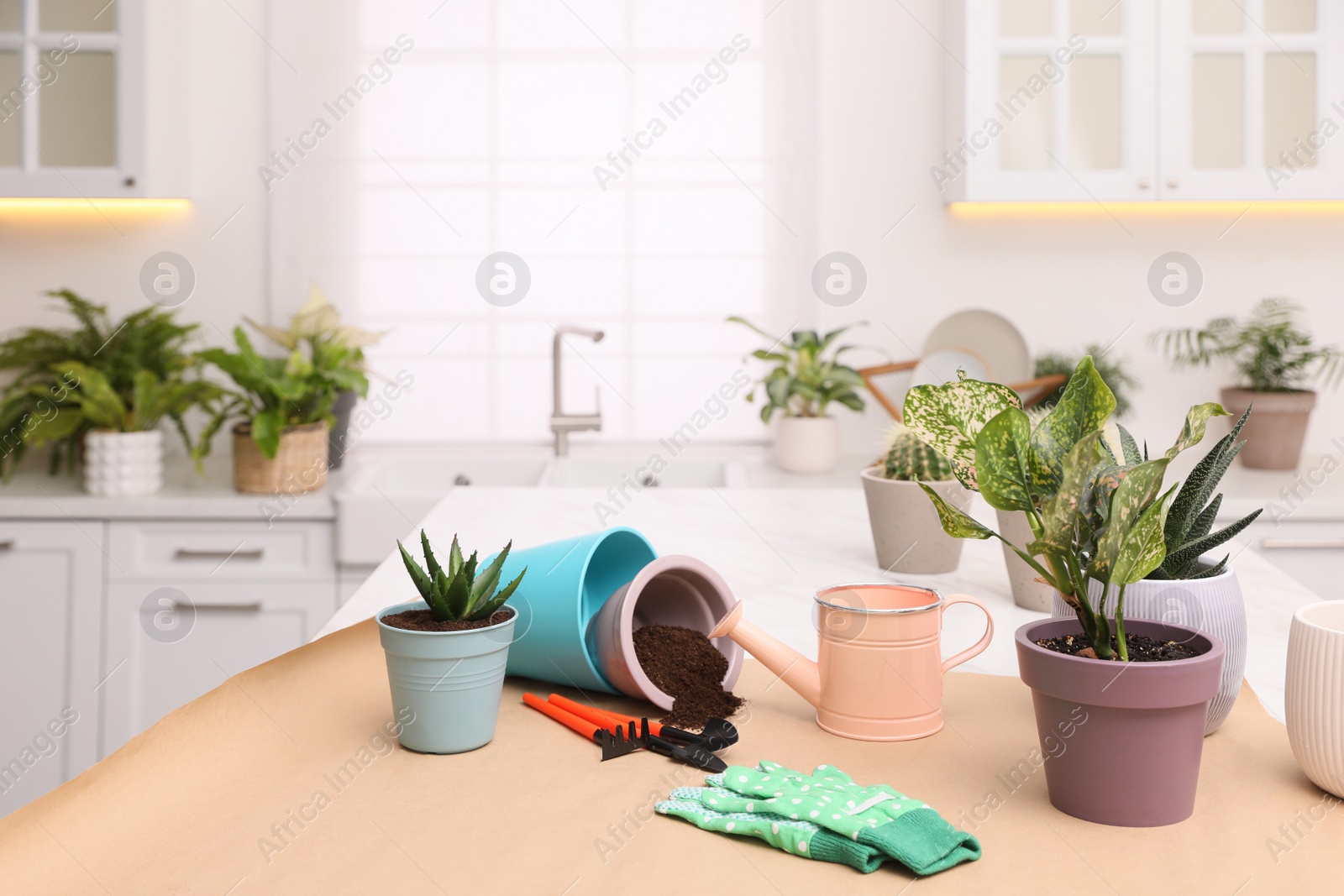 Photo of Beautiful houseplants and gardening tools on table in kitchen, space for text
