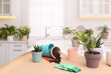Beautiful houseplants and gardening tools on table in kitchen, space for text