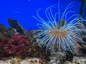 Photo of Beautiful tropical sea anemone in clean aquarium