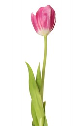 Photo of Beautiful pink tulip flower isolated on white