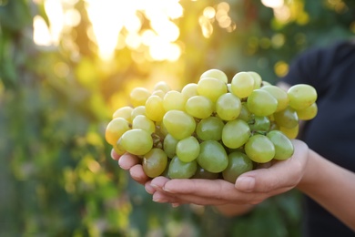 Woman with bunch of grapes in vineyard, closeup