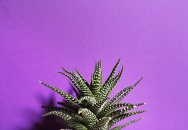 Beautiful succulent (Haworthia fasciata) on purple background