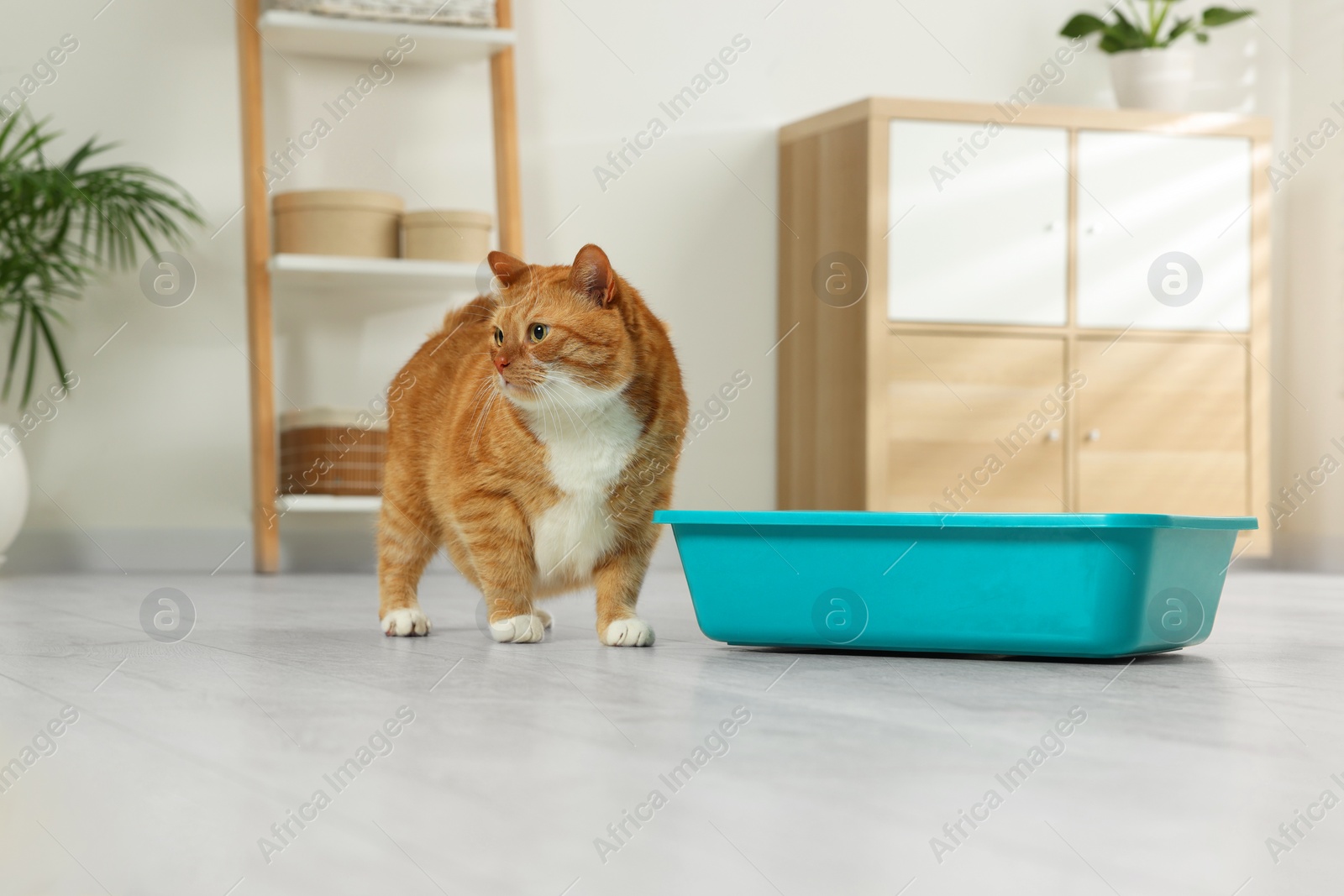 Photo of Cute ginger cat near litter box at home