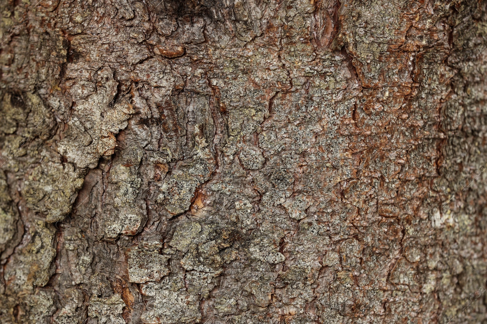 Photo of Texture of tree bark as background, closeup view