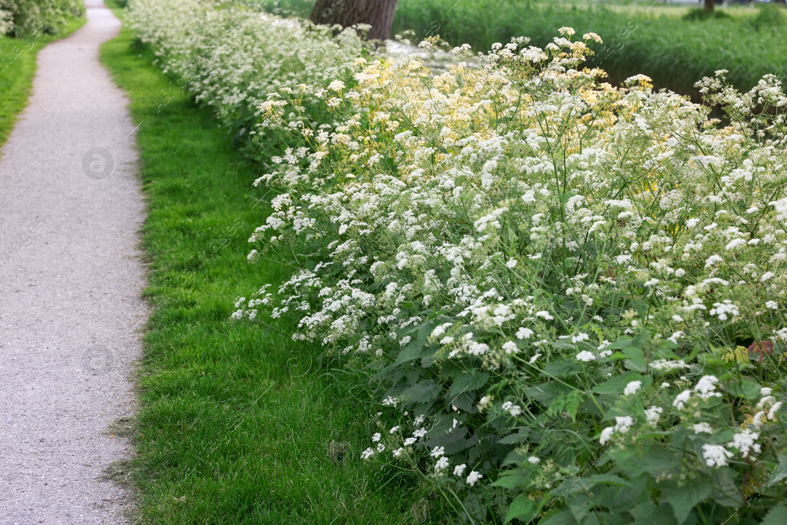 Photo of Beautiful view of pathway among bushes with flowers outdoors