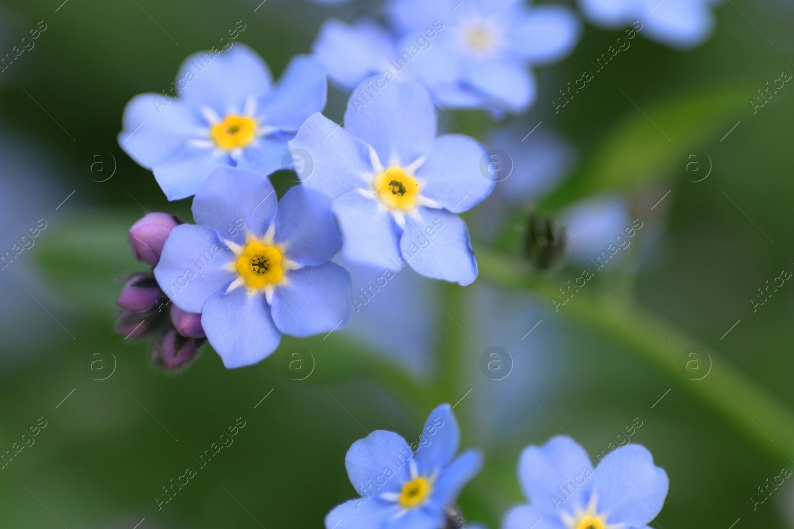 Photo of Beautiful forget-me-not flowers growing outdoors, closeup. Spring season