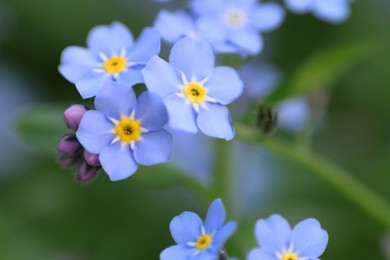 Beautiful forget-me-not flowers growing outdoors, closeup. Spring season