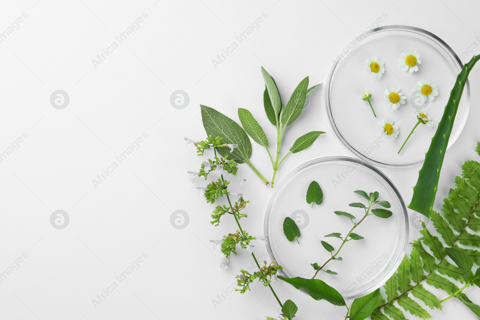 Photo of Petri dishes with different plants on white background, top view. Space for text