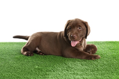 Chocolate Labrador Retriever puppy on green grass against white background