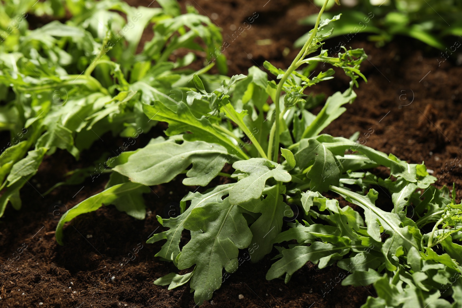 Photo of Young sprouts of arugula plant in soil, closeup