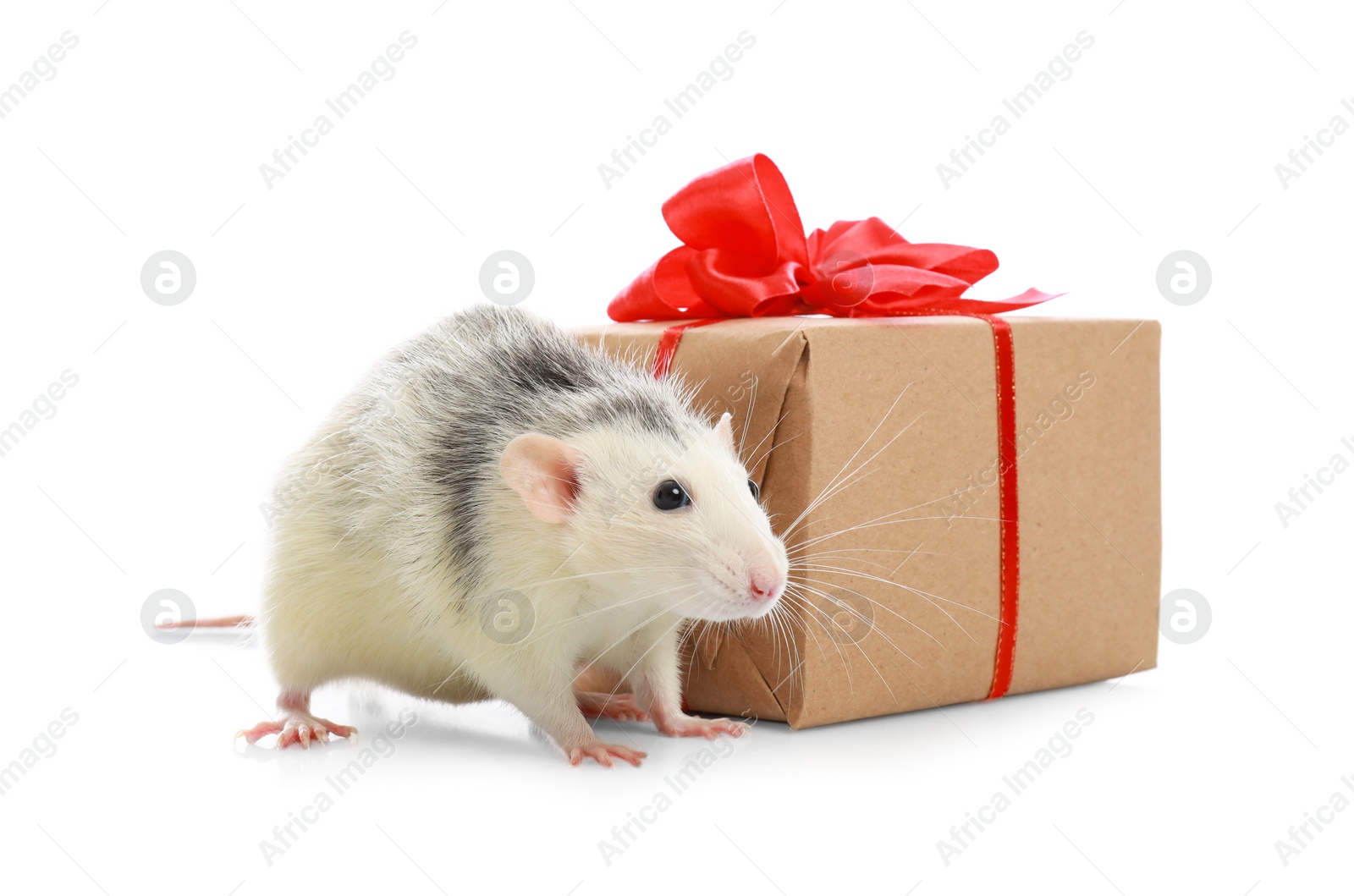 Photo of Cute little rat and gift box on white background. Chinese New Year symbol