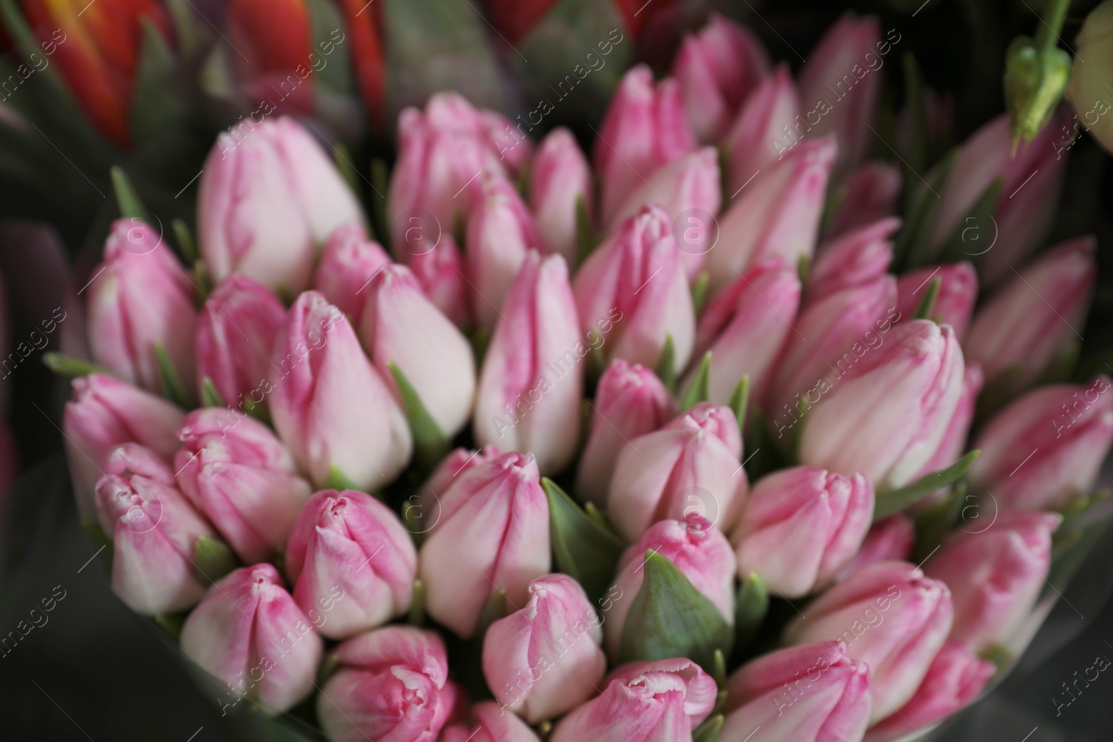 Photo of Beautiful pink tulips on blurred background, closeup. Floral decor