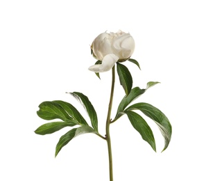 Fragrant peony on white background. Beautiful spring flower