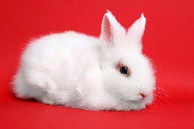 Photo of Fluffy white rabbit on red background. Cute pet
