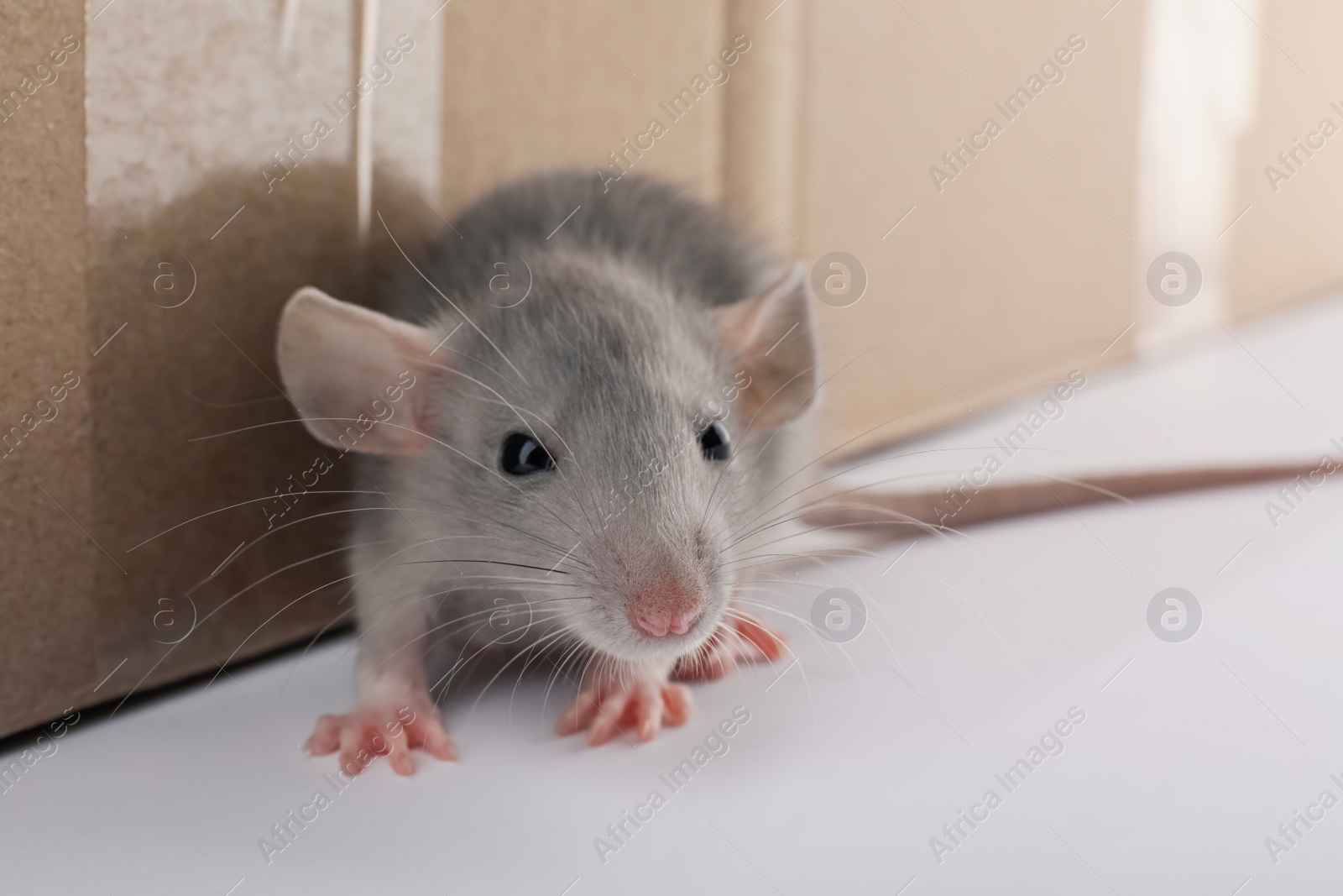 Photo of Small grey rat near cardboard box, closeup