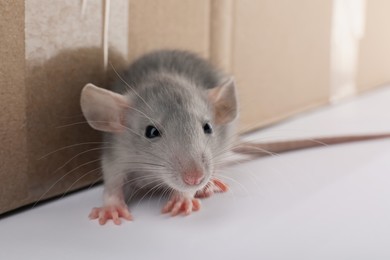 Photo of Small grey rat near cardboard box, closeup