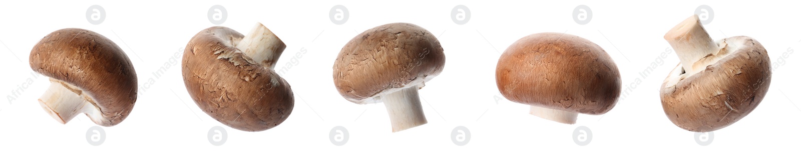 Image of  Set with fresh champignon mushrooms on white background, banner design 