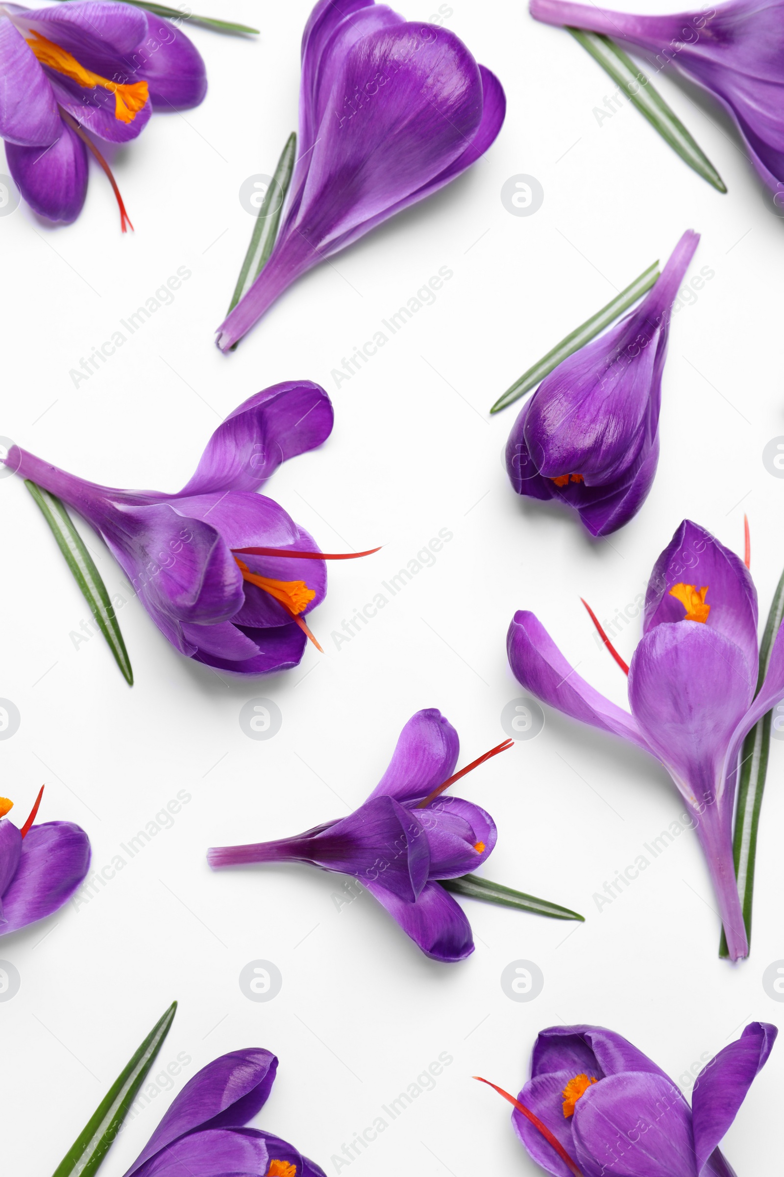 Photo of Beautiful Saffron crocus flowers on white background, flat lay