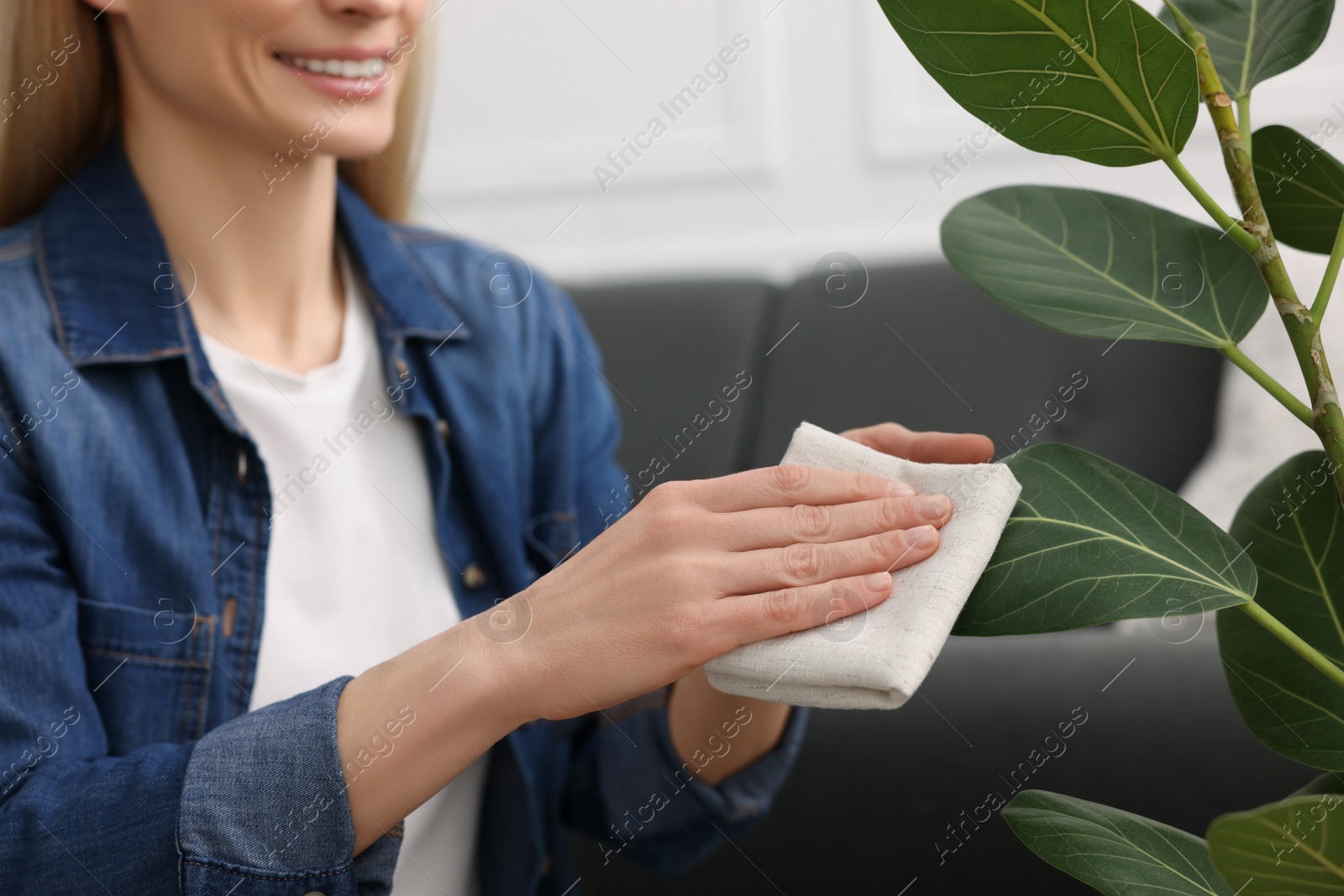 Photo of Woman wiping leaves of beautiful houseplants with cloth indoors, closeup