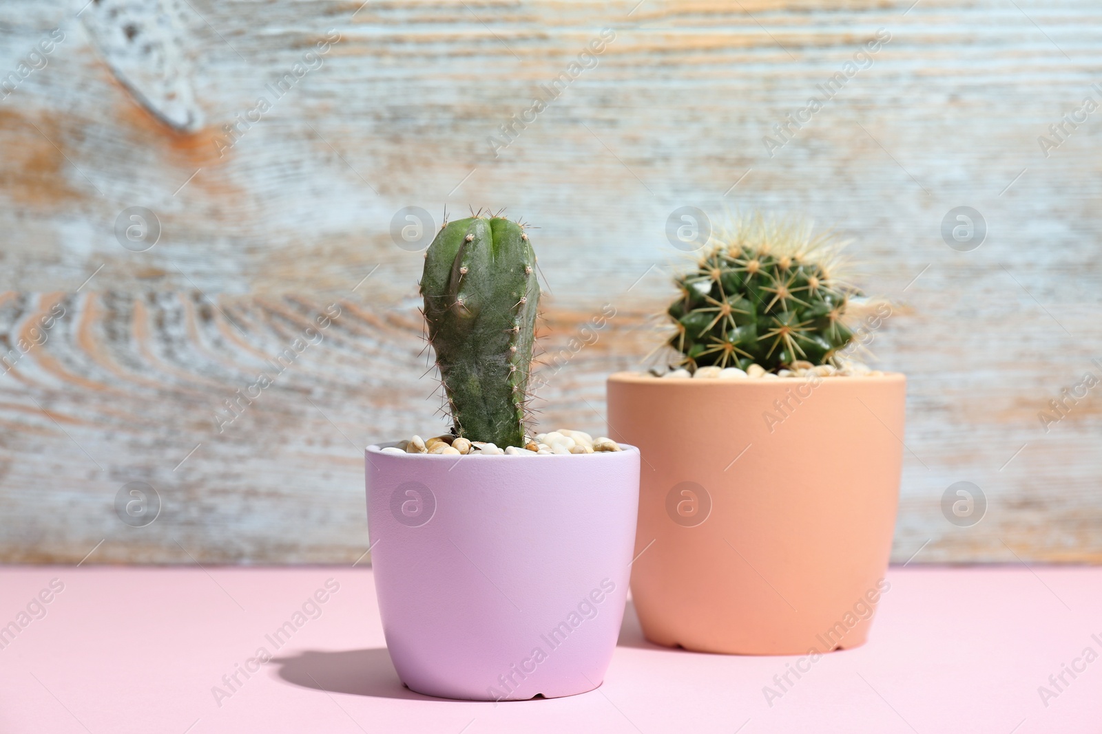 Photo of Beautiful cacti on table