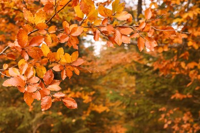 Branches with beautiful orange leaves in autumn park